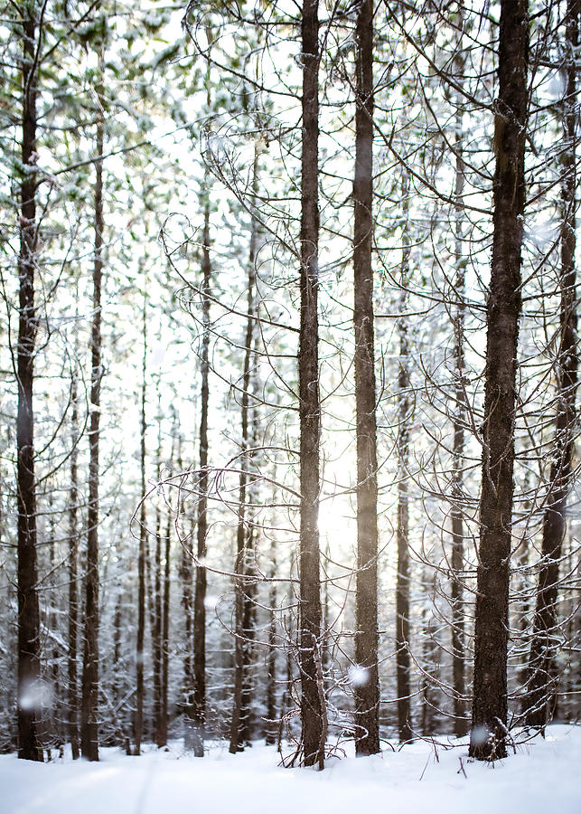 North Fork Winter Woodland Photograph by Matt Hammerstein