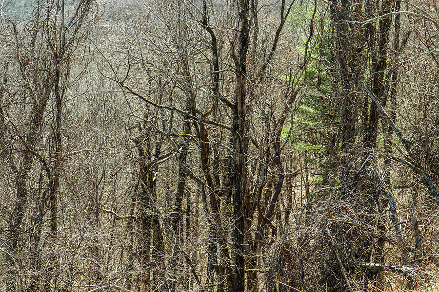 North Georgia Mountain Thicket Photograph by Ed Williams