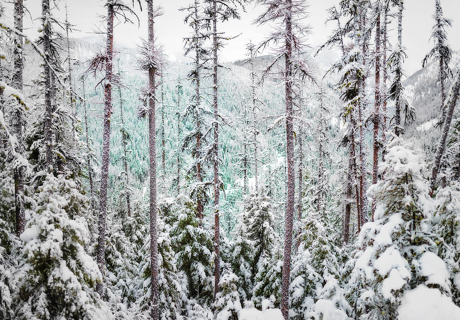 North Hills in Winter Photograph by Matt Hammerstein