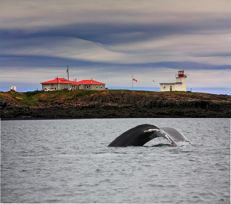 North Light and Whale Photograph by David Matthews