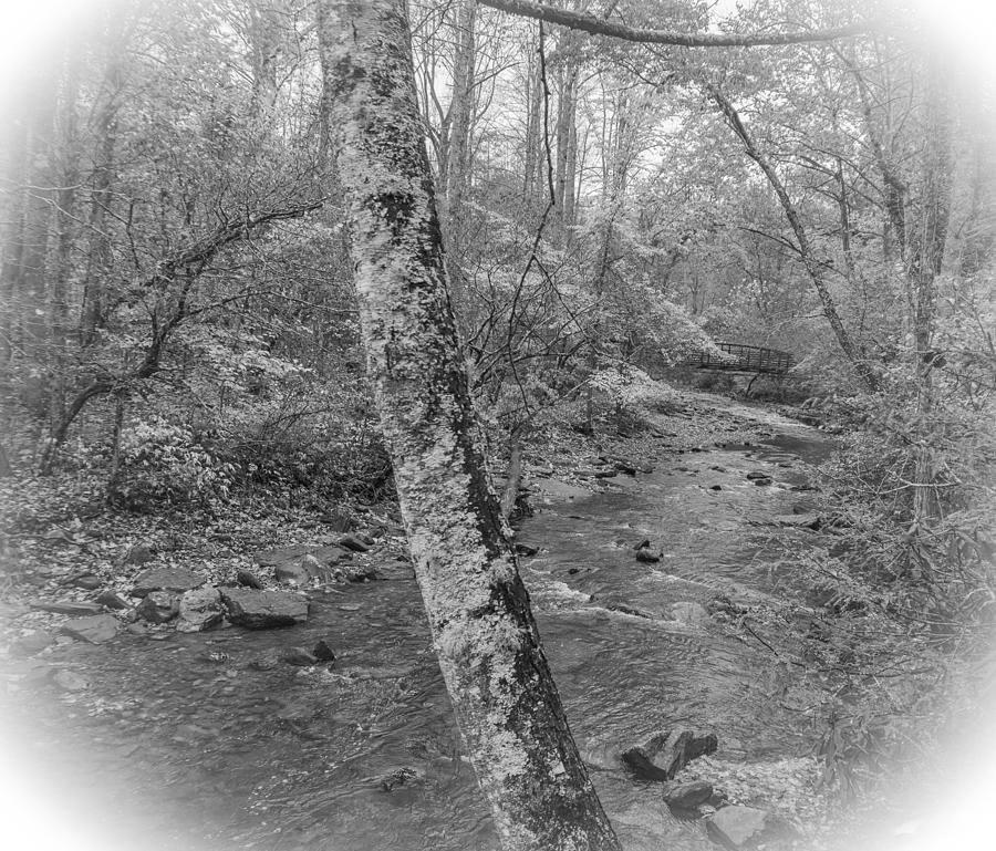 North Mills River Black and White Photograph by Katherine Y Mangum