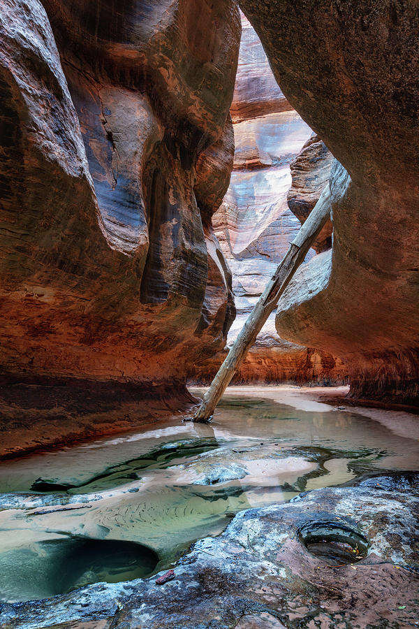 North Pole Log at Subway - Zion Photograph by Alex Mironyuk - Fine Art ...