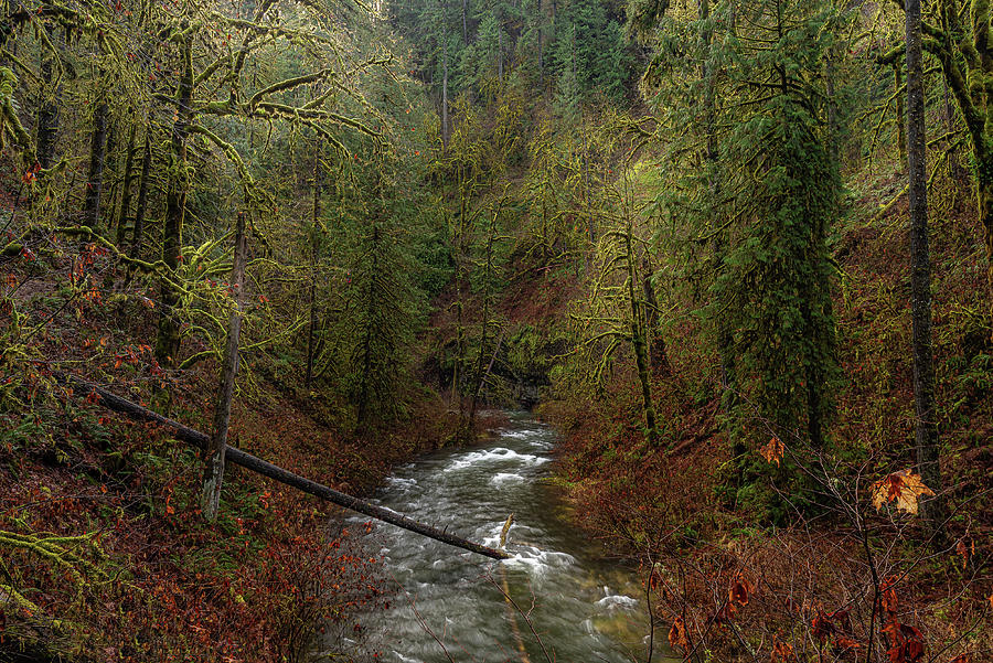 North Silver Creek Photograph by Ulrich Burkhalter