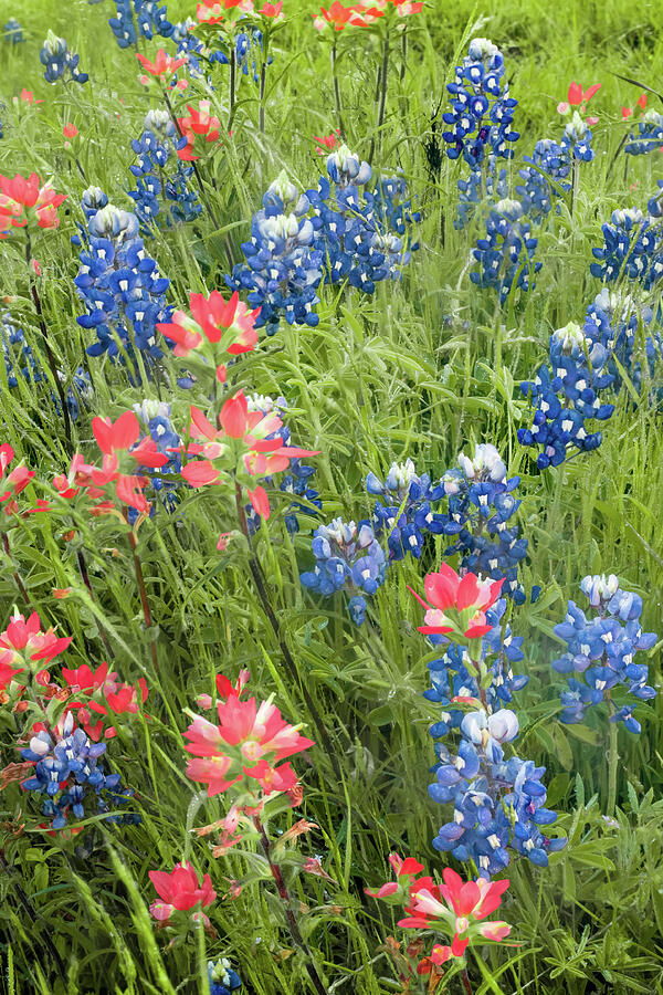 Texas Bluebonnets Photograph - North Texas Bluebonnets and Indian Paintbrush Landscape by Gregory Ballos