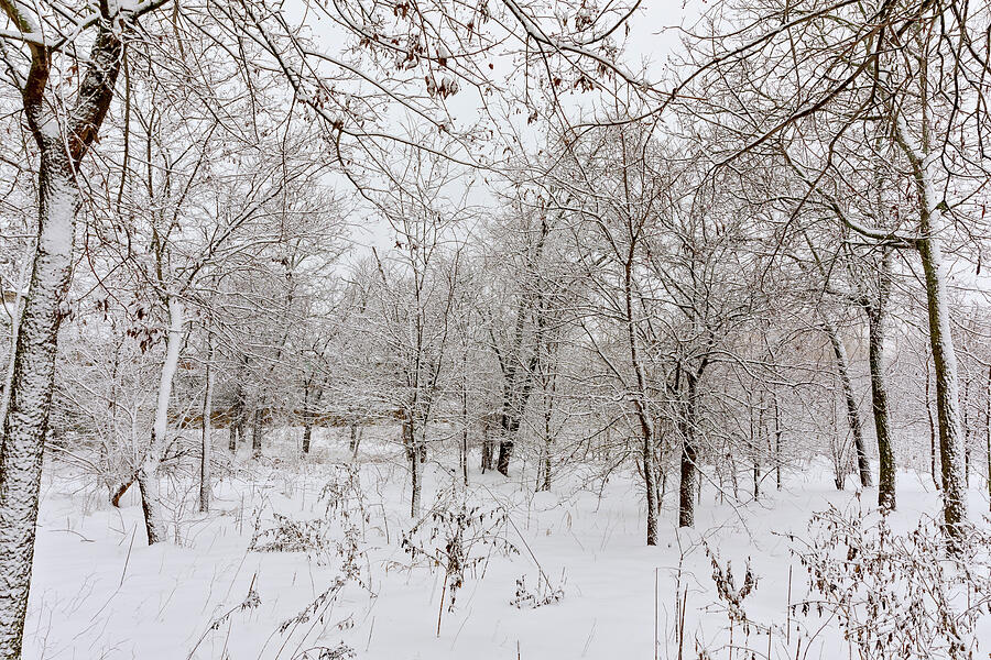 North Texas Winter Photograph by Kelley King North Texas Winter Photograph by Kelley King