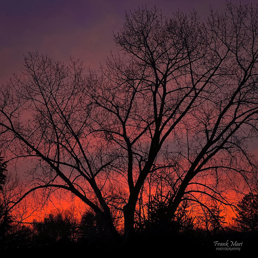 Northeast Winter Sunset Photograph by Frank Mari