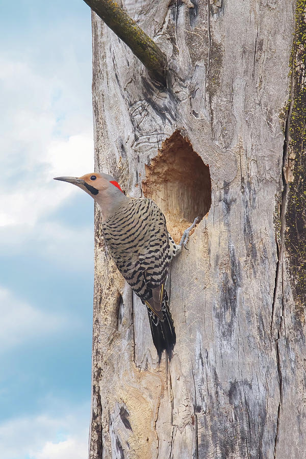 Norther Flicker Photograph by Brook Burling