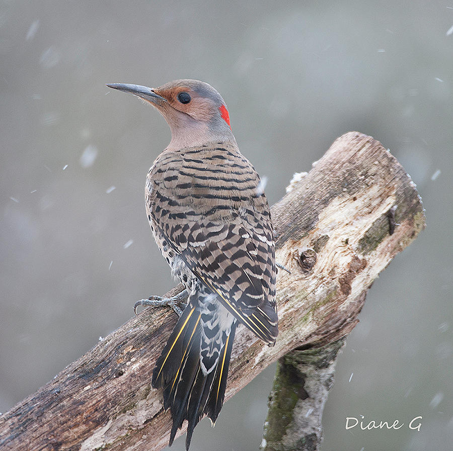 Norther Flicker Woodpecker Photograph by Diane Giurco