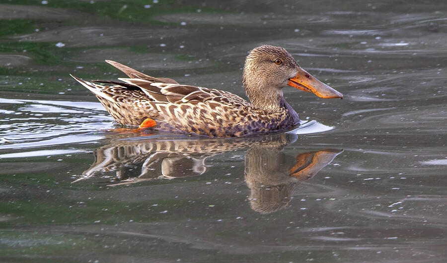 Norther Shoveler Female Photograph by Sandy Zanko - Fine Art America