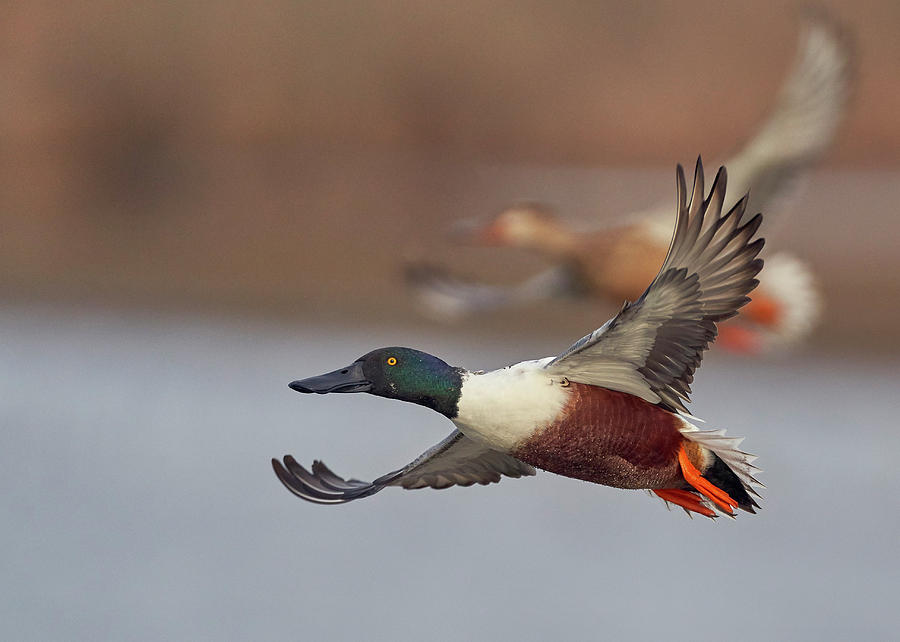Birds Photograph - Northern Shoveler Pair, Colusa County California by Doug Herr Birds Photograph - Northern Shoveler Pair, Colusa County California by Doug Herr