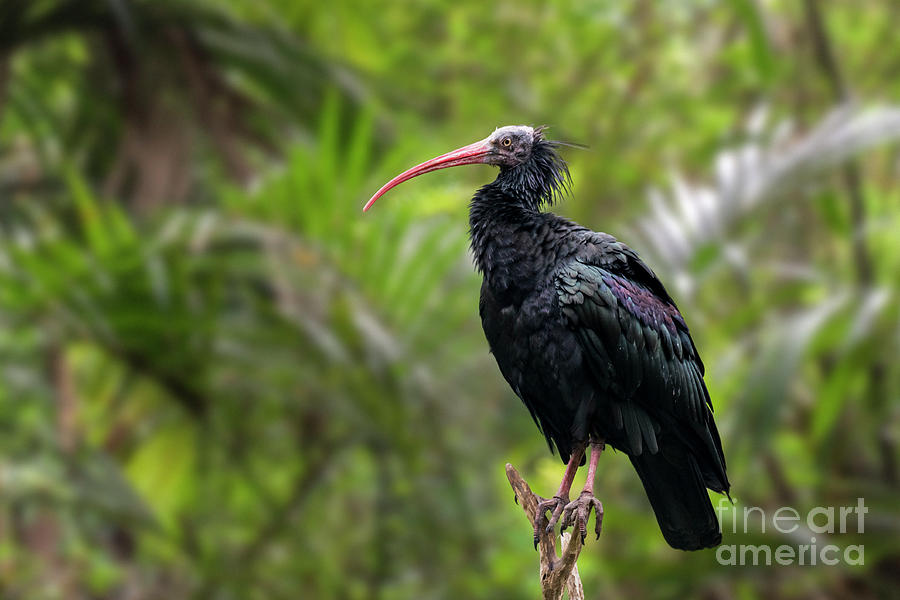 Northern Bald Ibis Photograph by Arterra Picture Library