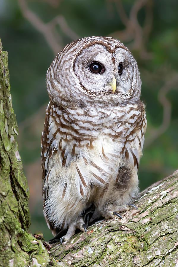 Northern Barred Owl Photograph by Dale Kincaid