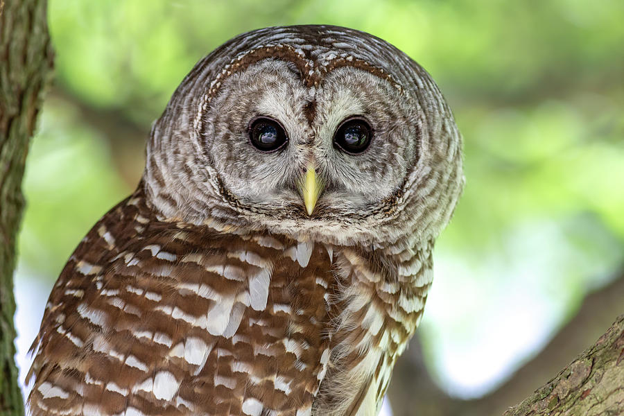Northern Barred Owl Portrait Photograph