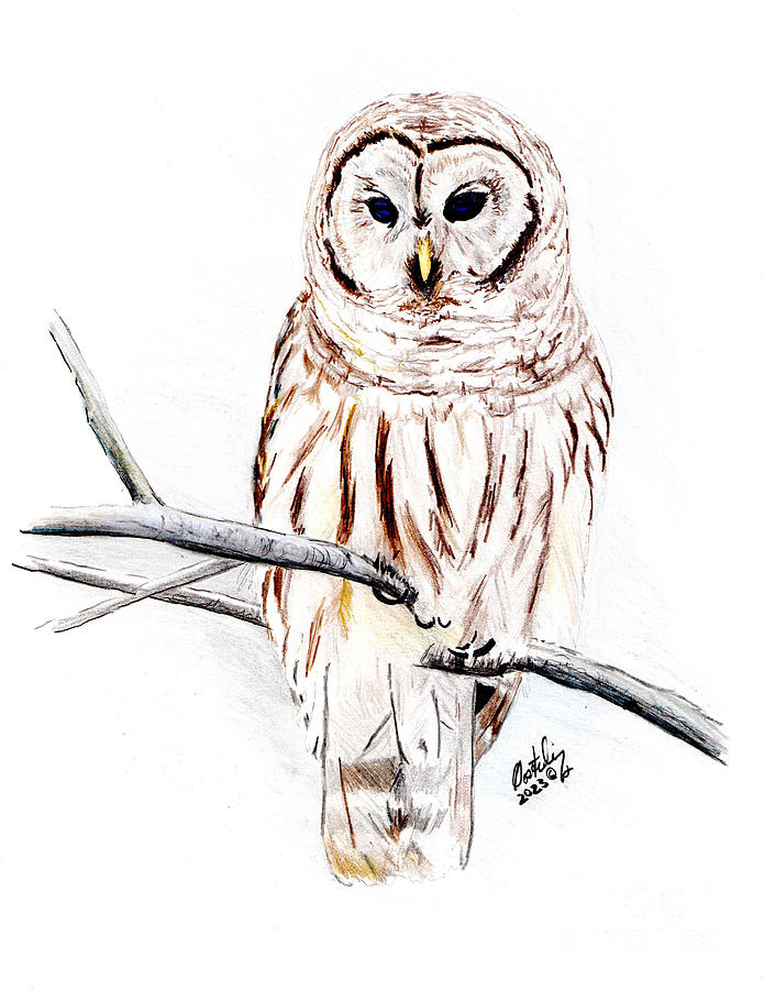 Northern Barred Owl Mixed Media by Stephen Oosterling