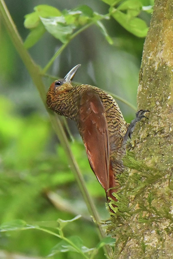 Northern Barred Woodcreeper Photograph by Alan Lenk