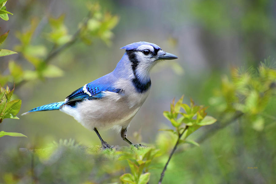 Northern Blue Jay Photograph by Christina Rollo