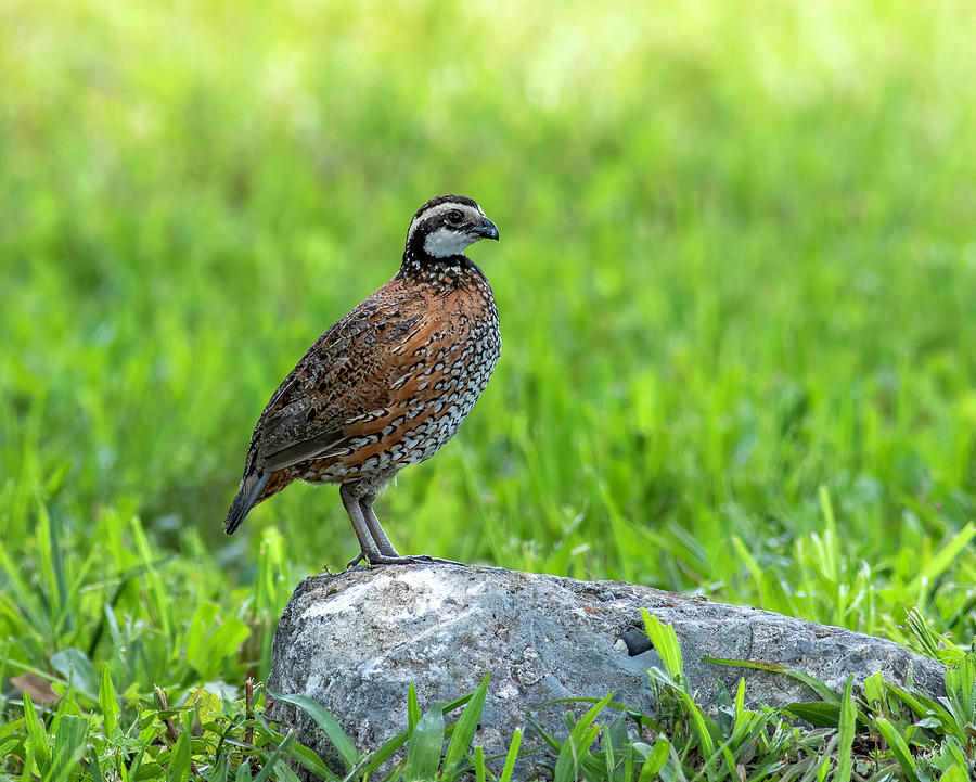 Northern Bobwhite Quail Photograph by Matthew Jolley - Fine Art America