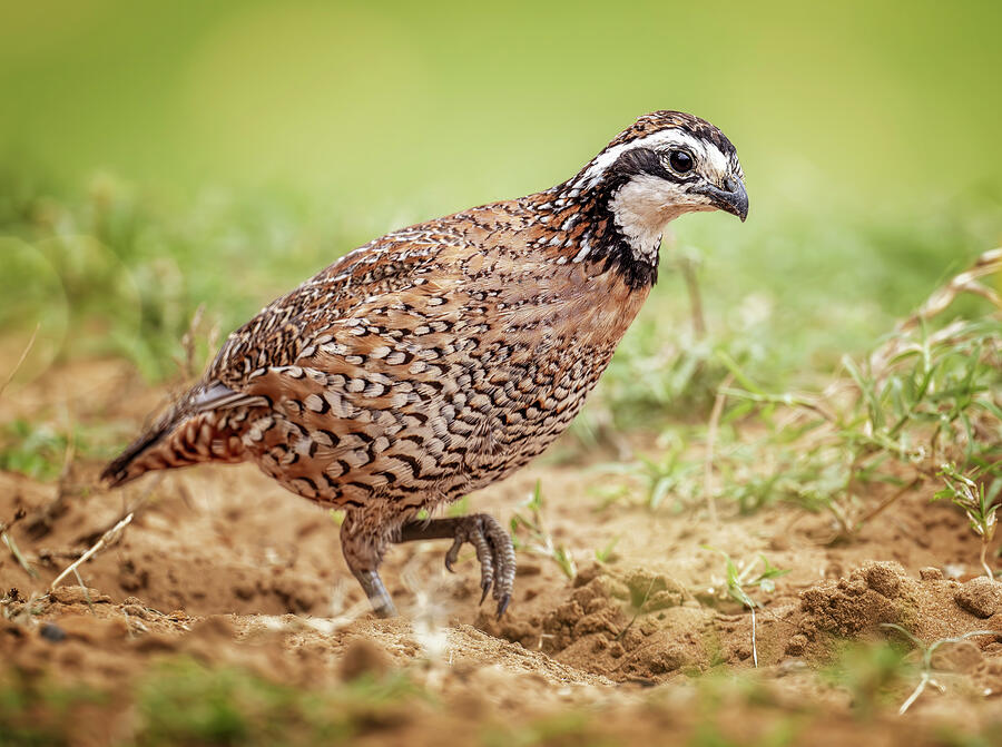 Northern Bobwhite Quail South Texas Photograph by Joan Carroll - Pixels