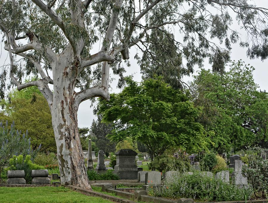 Northern California Cemetery 1 Photograph by Maggy Marsh