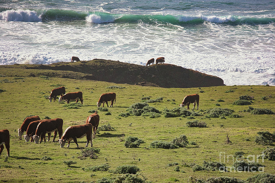 Northern California Pacific Ocean Cows Pasture  Photograph by Chuck Kuhn
