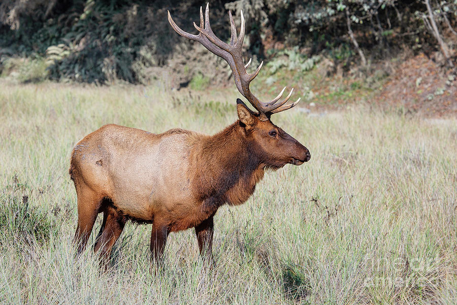 Northern California Roosevelt Elk Photograph by Scott Pellegrin