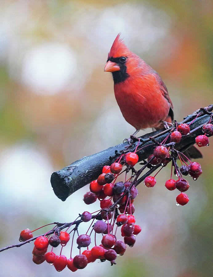 Northern Cardinal w/Berries Photograph by Dennis Cox Photo Explorer