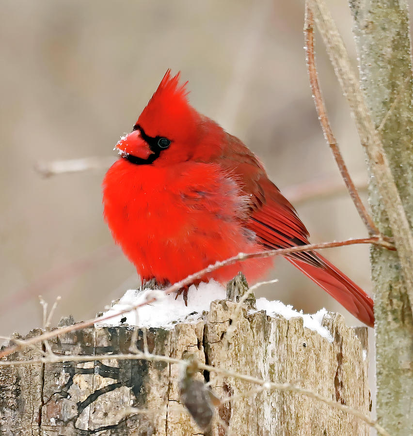 Northern Cardinal 50, Indiana Photograph by Steve Gass