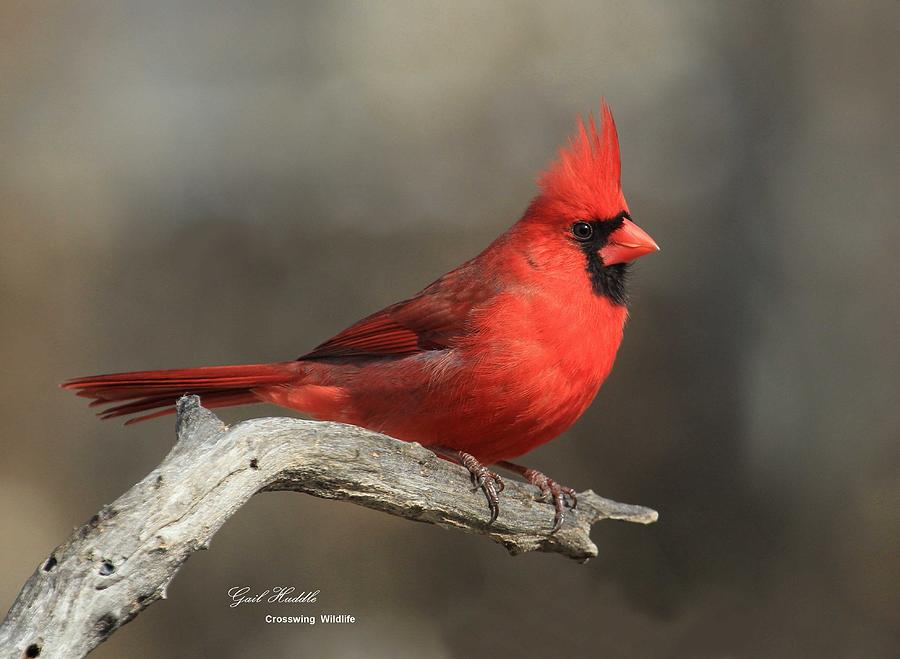 Northern Cardinal - 596 Photograph by Gail Huddle