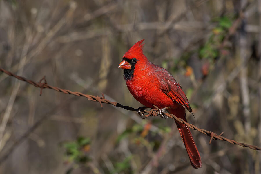 Northern Cardinal - 6122 Photograph by Jerry Owens
