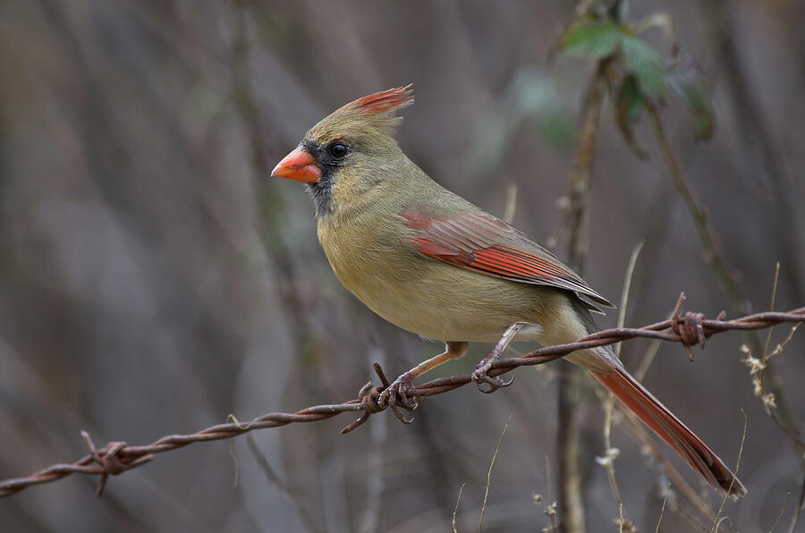 Northern Cardinal - 6485 Photograph by Jerry Owens