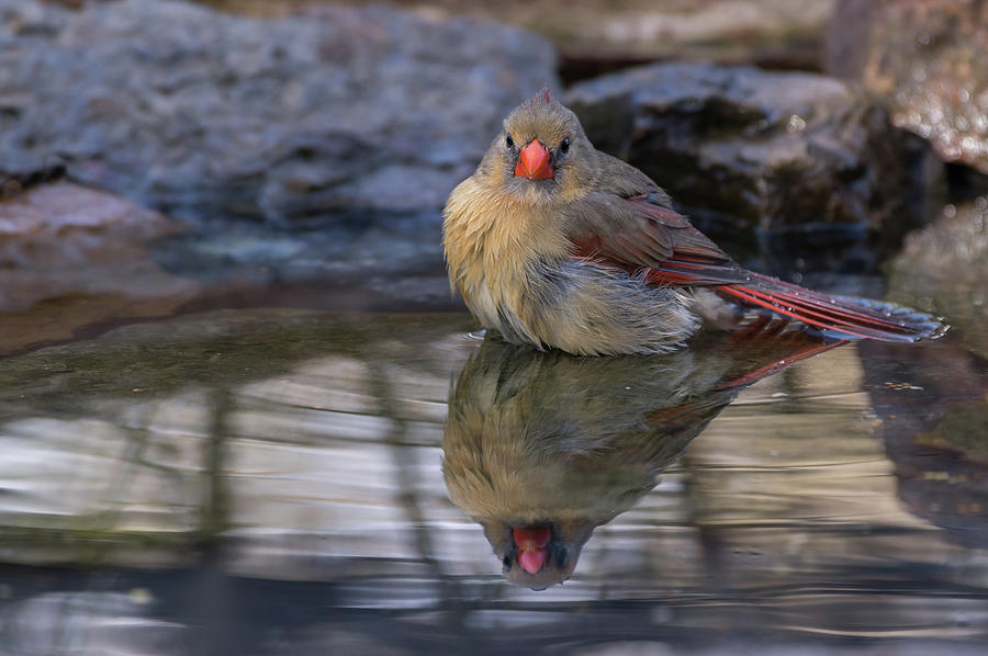 Northern Cardinal - 8662 Photograph by Jerry Owens