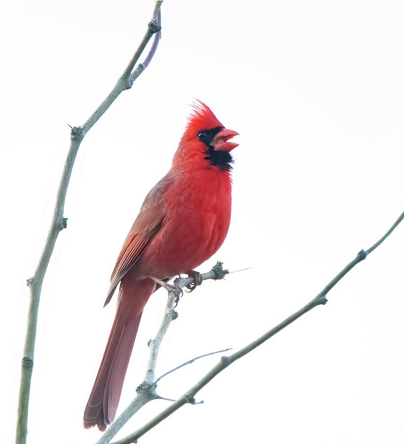 Nature Photograph - Northern Cardinal 9022-031724-2 by Tam Ryan