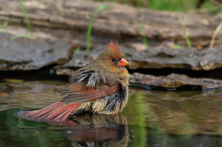 Northern Cardinal - 9525 Photograph by Jerry Owens