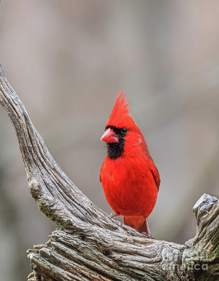 Northern Cardinal Photograph by Alan Schroeder