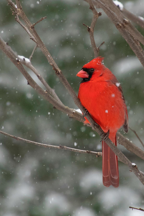 Northern Cardinal and Snow Photograph by Cascade Colors