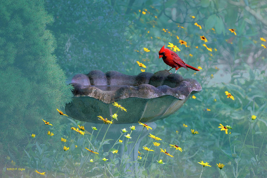 Northern Cardinal at Bird Bath Photograph by Paul Giglia