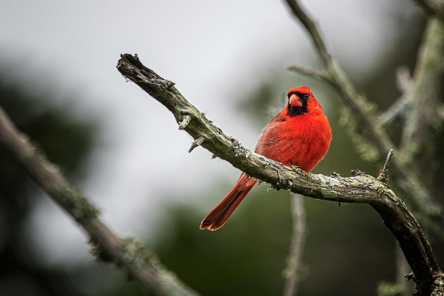 Northern Cardinal at Fort Macon State Park Photograph by Bob Decker