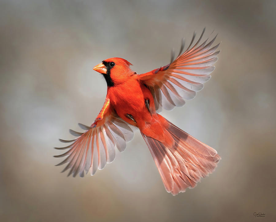 Northern Cardinal Beauty Photograph by Judi Dressler
