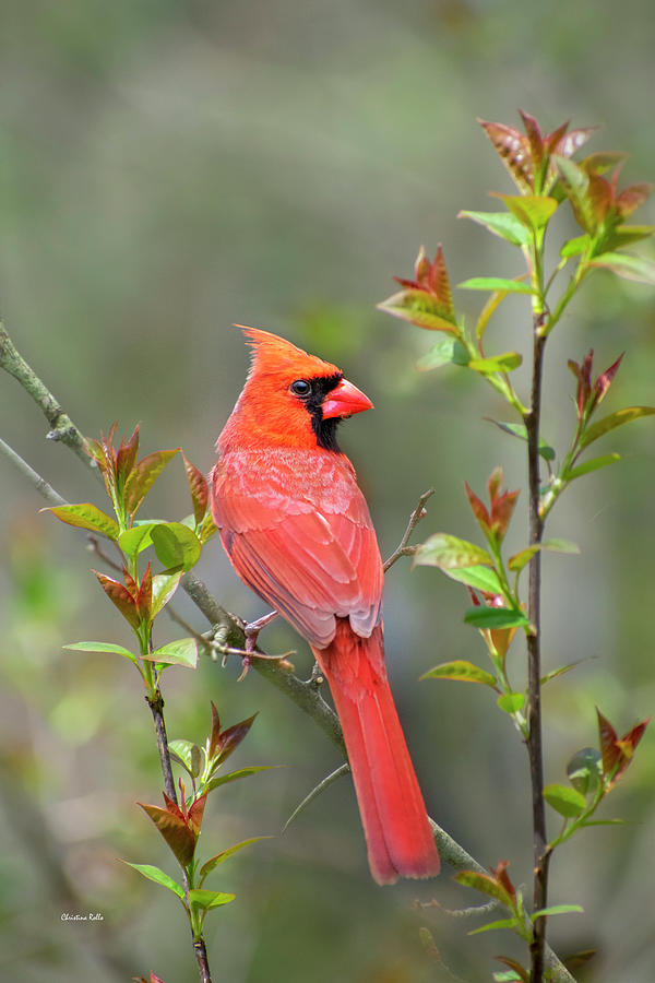 Northern Cardinal Bird Photograph by Christina Rollo