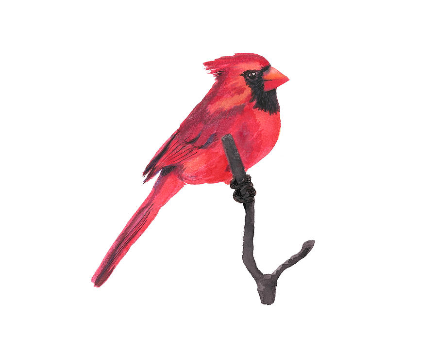 Northern Cardinal Bird Painting by Masha Batkova