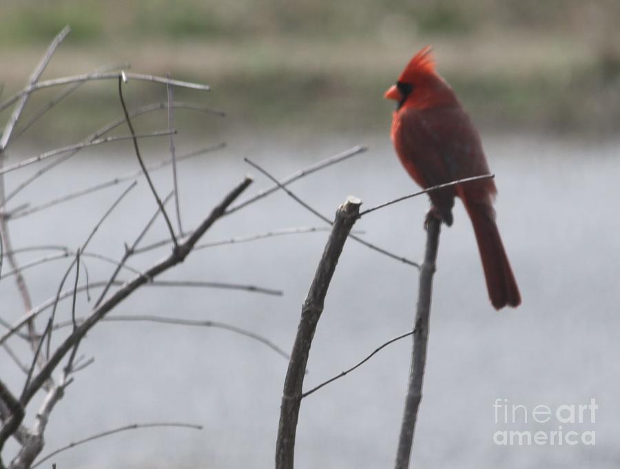 Northern Cardinal  Photograph by Catherine Wilson