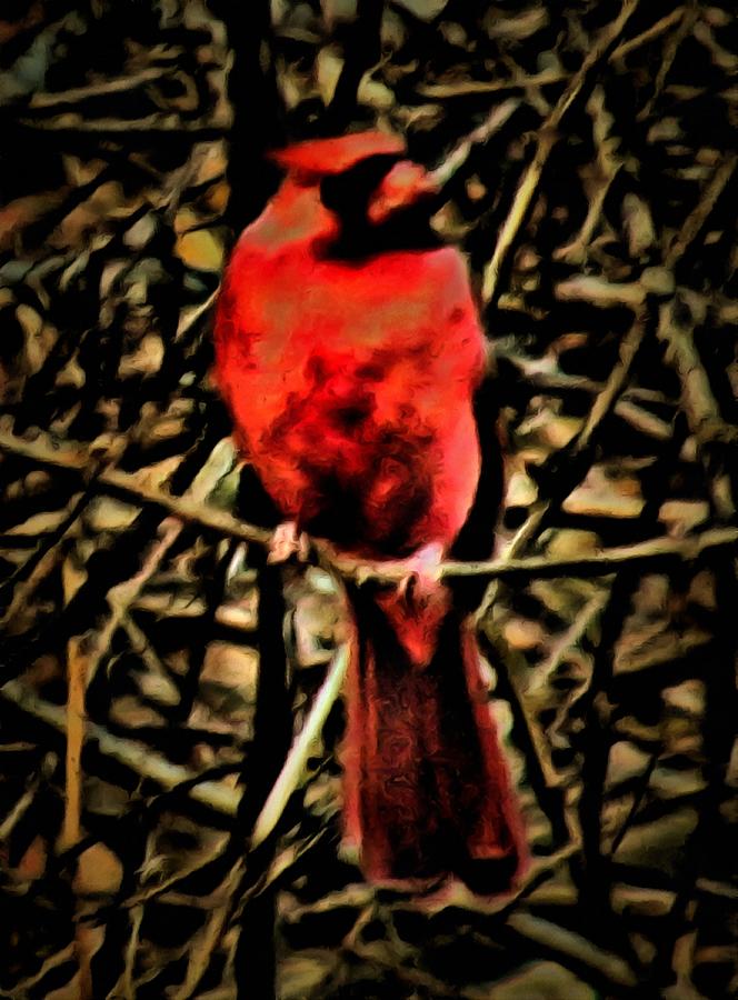 Northern Cardinal Mixed Media by Christopher Reed