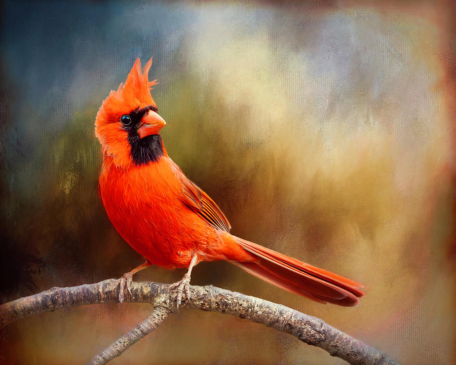 Northern Cardinal Colorful Photograph by Deborah Penland