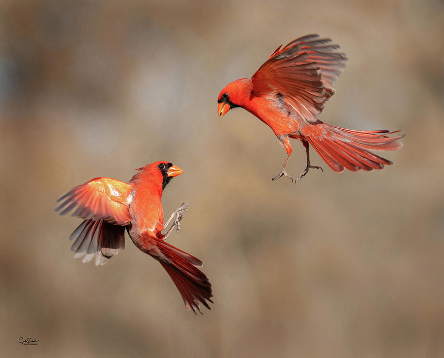 Northern Cardinal Confrontation Photograph