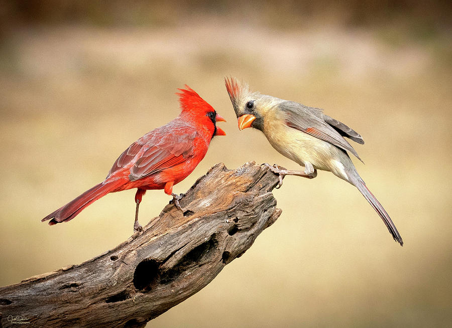 Northern Cardinal Conversation Photograph