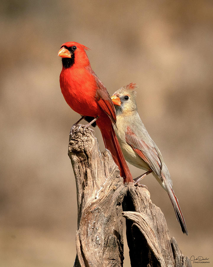 Northern Cardinal Couple Photograph by Judi Dressler