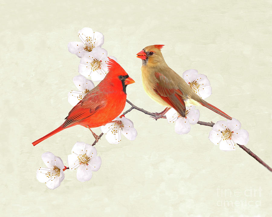 Pair of red birds Northern Cardinals in spring nature. Pastel