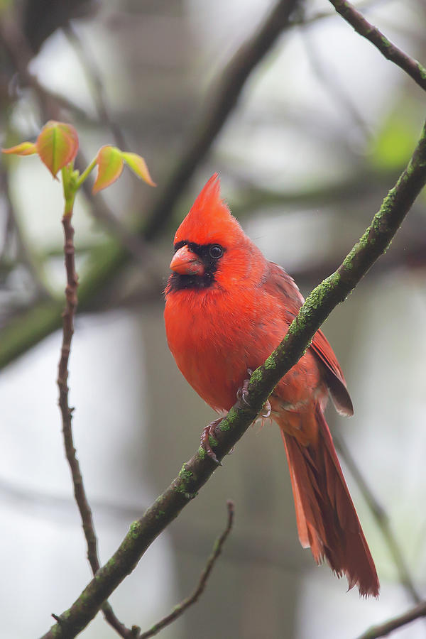 Northern Cardinal Photograph by Dale Kincaid