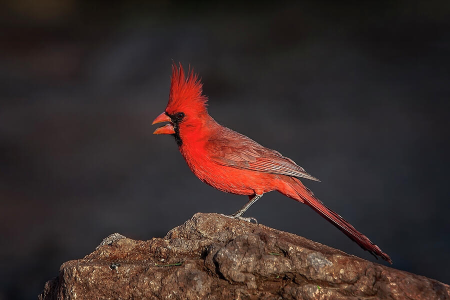 Northern Cardinal Photograph by Daniel Fleming Northern Cardinal Photograph by Daniel Fleming