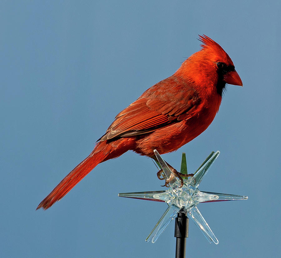 Northern Cardinal Photograph by Dart Humeston
